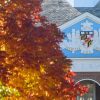 Fall leaves on the Johns Hopkins University Homewood campus.