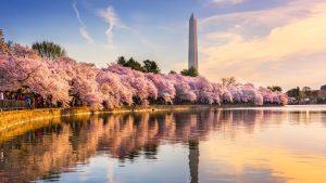 The Washington Monument and cherry blossoms.