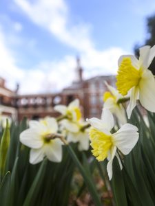 Flowers on the Johns Hopkins University Homewood campus.