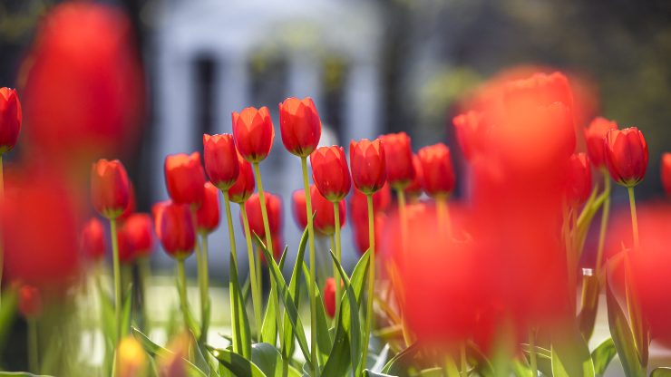 Flowers on the Johns Hopkins University Homewood campus.