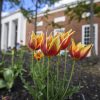 Flowers on the Johns Hopkins University Homewood campus.