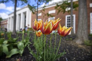 Flowers on the Johns Hopkins University Homewood campus.
