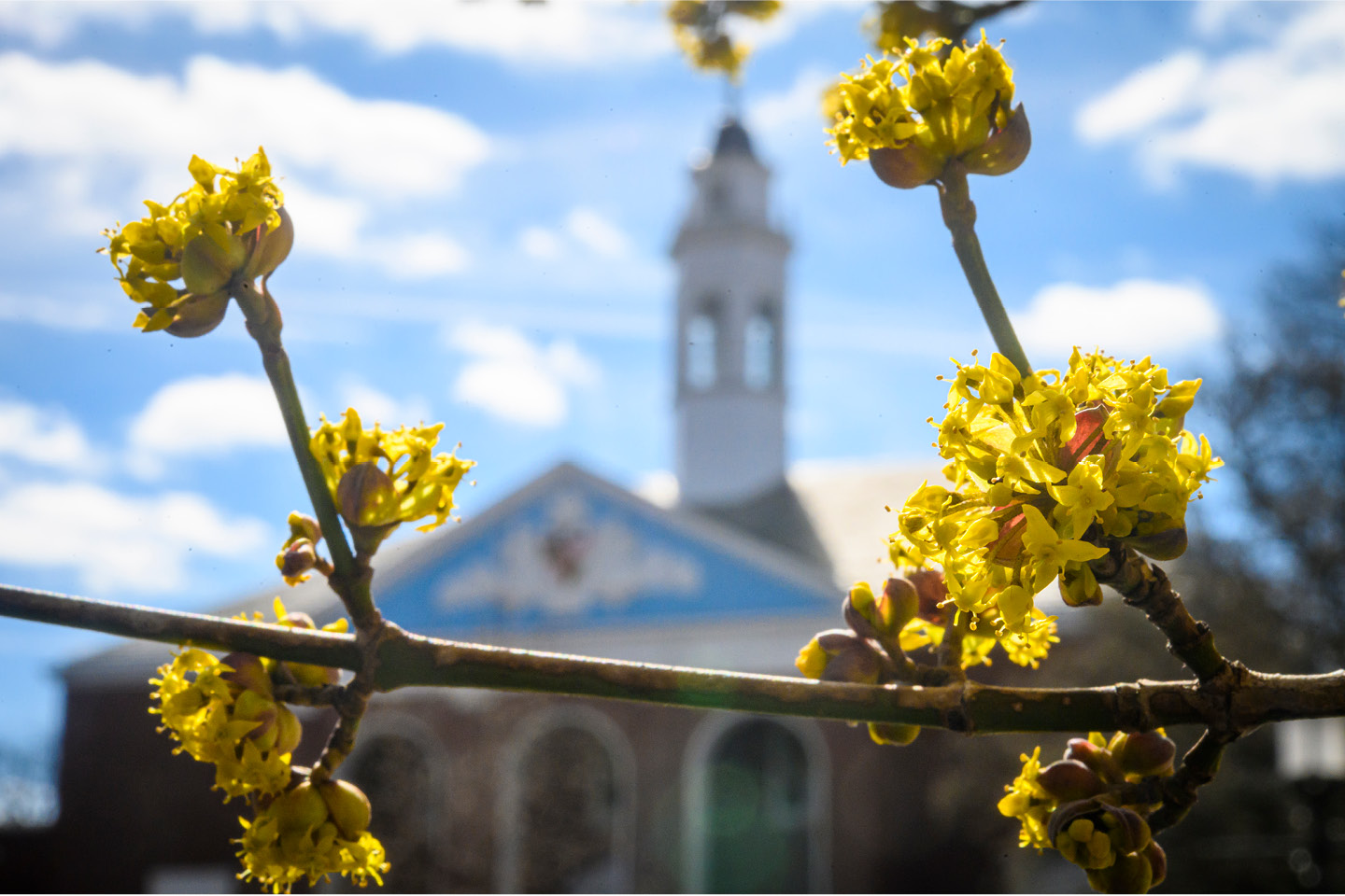 A building on the Johns Hopkins University Homewood campus with yellow flowers in the front.